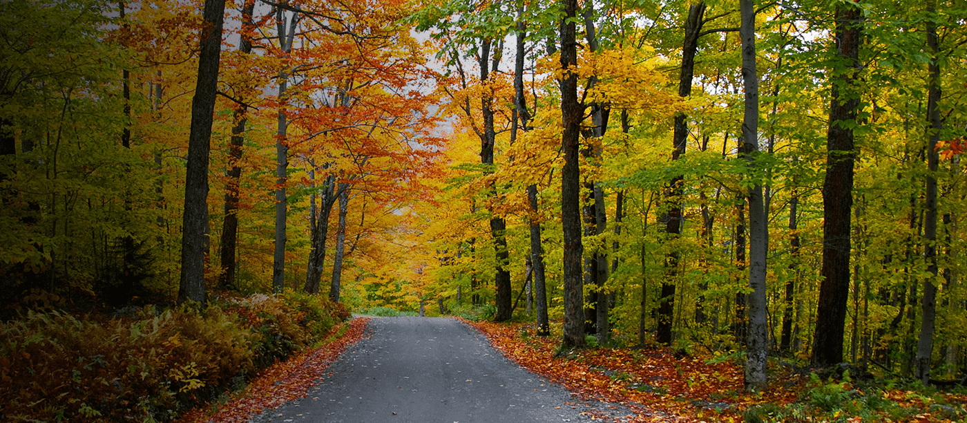 The Morton Arboretum